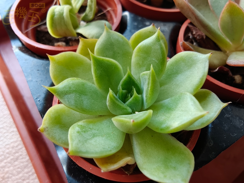 OPPO Find X9 Pro 攝錄體驗 - 超廣角