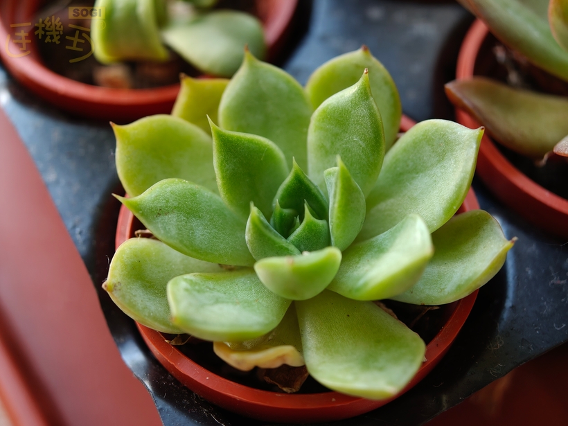 OPPO Find X9 Pro 攝錄體驗 - 長焦