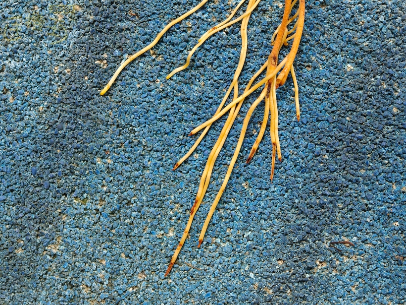 OPPO Find X9 Pro 攝錄體驗 - 長焦