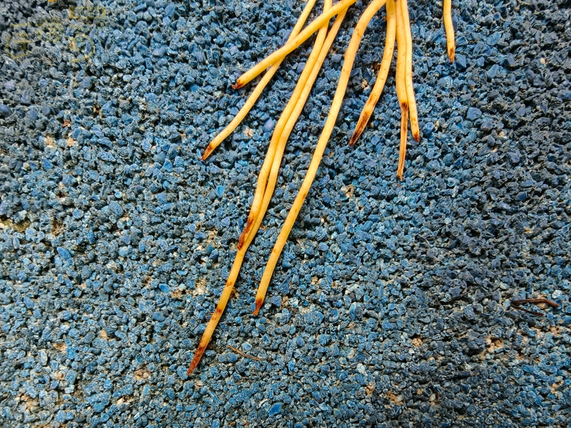 OPPO Find X9 Pro 攝錄體驗 - 超廣角