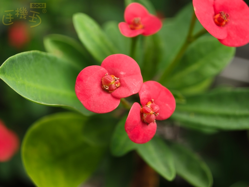 OPPO Find X9 Pro 攝錄體驗 - 長焦