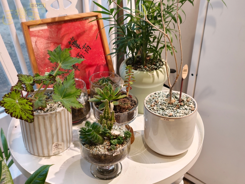 OPPO Find X9 Pro 攝錄體驗 - 2X (47mm 等效)