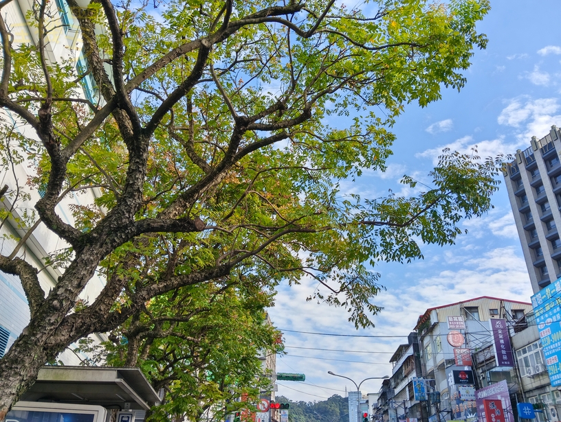 realme 15T 攝錄體驗 - 路樹