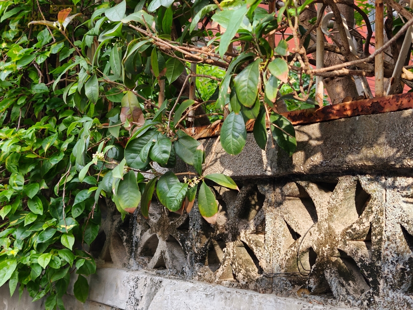 OPPO Find X9 攝錄體驗 - 植物