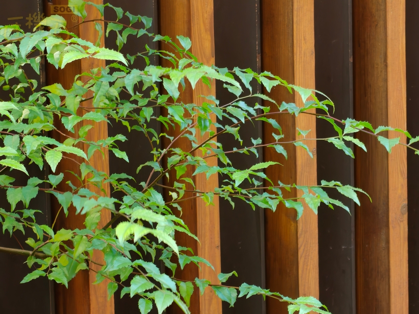 OPPO Find X9 攝錄體驗 - 6X (146mm 等效)