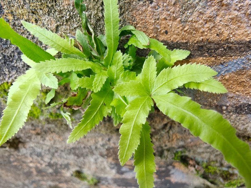 OPPO Find X9 攝錄體驗 - 超廣角微距