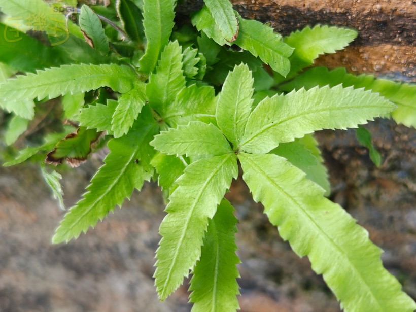 OPPO Find X9 攝錄體驗 - 主鏡頭微距 (3X)