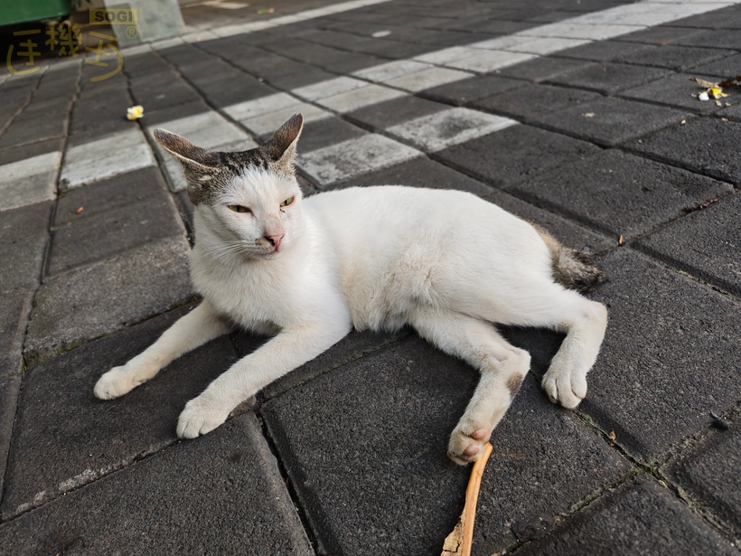 POCO F8 Ultra 攝錄體驗 - 貓