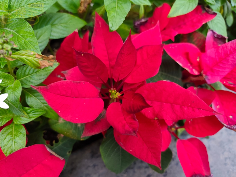 REDMI Note 15 Pro+ 5G 攝錄體驗 - 聖誕紅