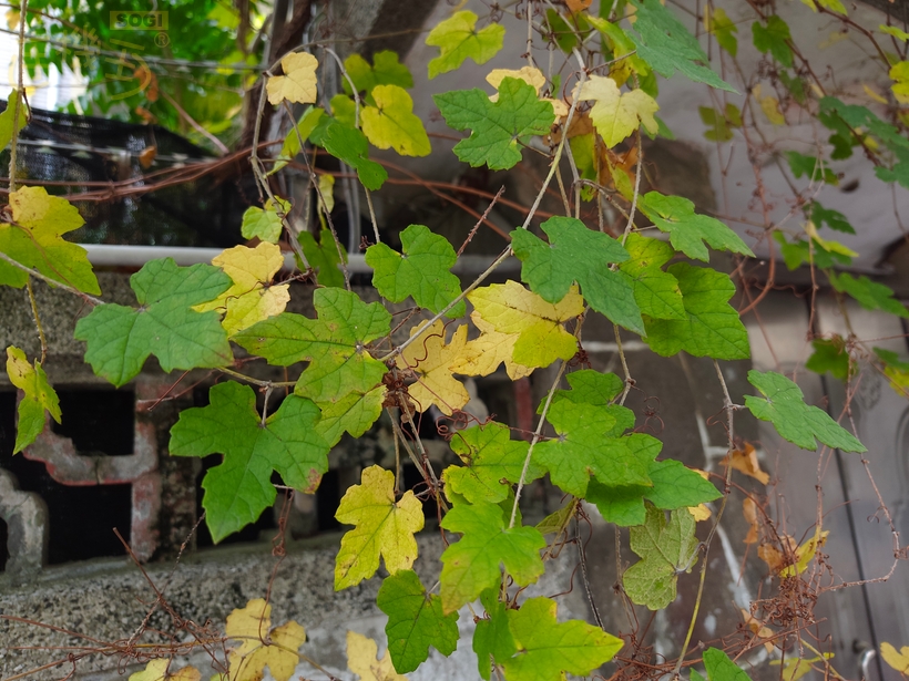 REDMI Note 15 Pro+ 5G 攝錄體驗 - 植物