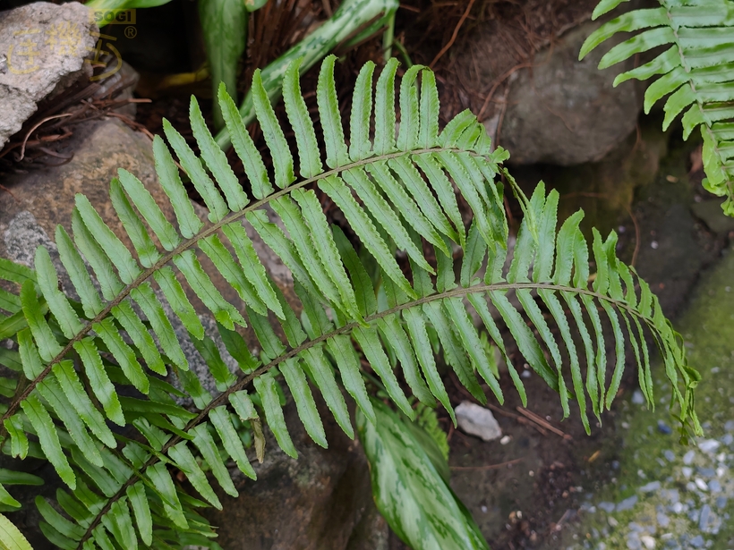 REDMI Note 15 Pro+ 5G 攝錄體驗 - 2X