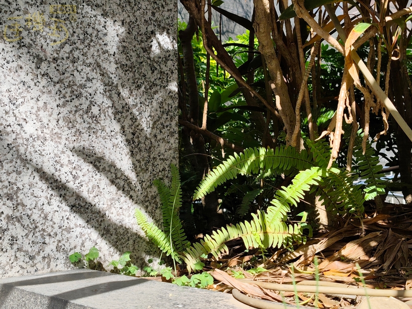 REDMI Note 15 Pro+ 5G 攝錄體驗 - 2X