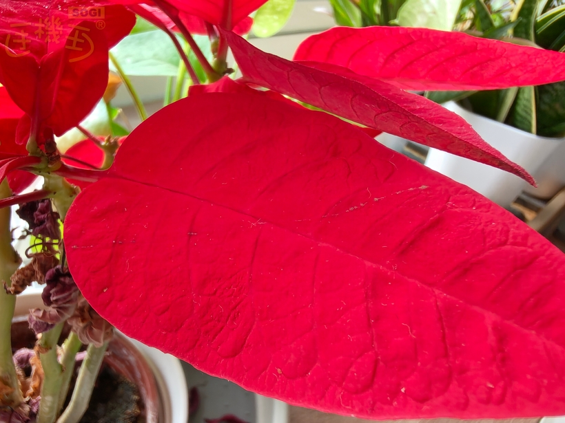 OPPO Reno15 5G 相機體驗 - 微距