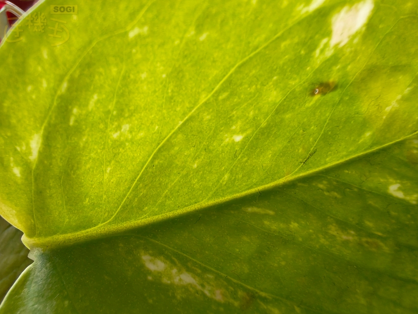 OPPO Reno15 5G 相機體驗 - 微距