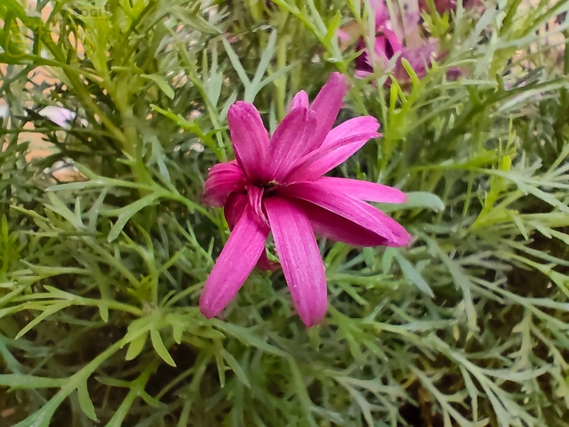 OPPO Reno15 F 攝錄體驗 - 花