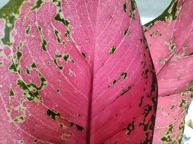 OPPO Reno15 F 攝錄體驗 - 葉子