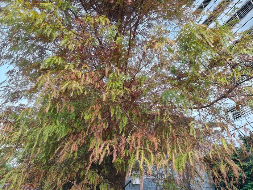 OPPO Reno15 F 攝錄體驗 - 2X (裁切)