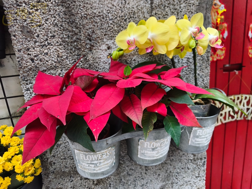 REDMI Note 15 Pro 5G 攝錄體驗 - 植物