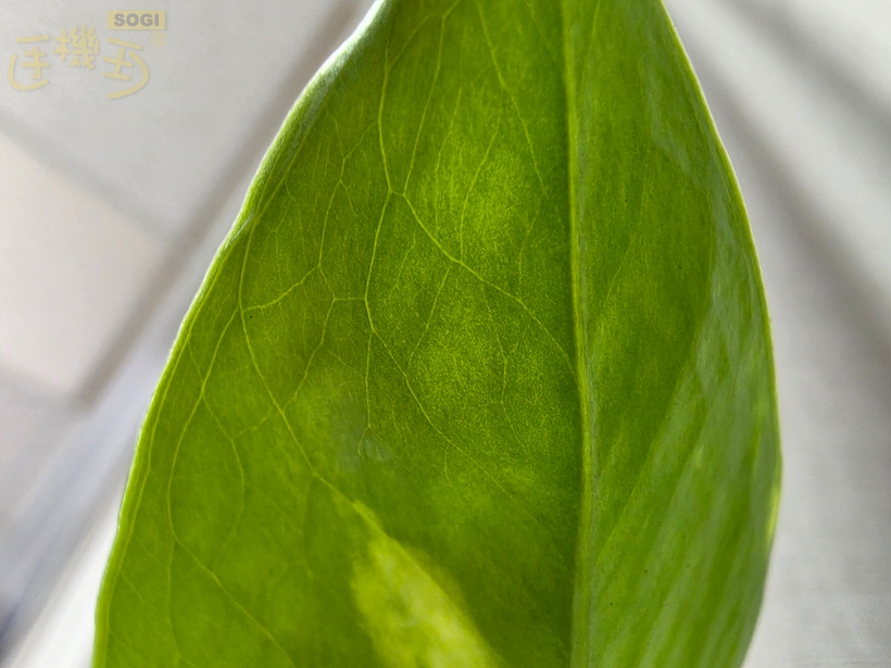 超廣角與微距實拍 - 微距_1