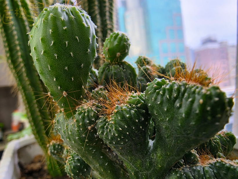 超廣角與微距實拍 - 微距_2