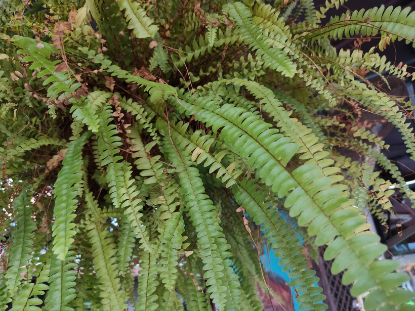 紅米 Note 15 5G 攝錄體驗 - 植物