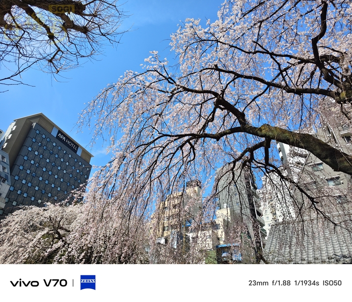 vivo V70 相機體驗 - 日拍-垂櫻