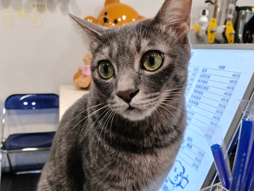 OPPO A6x 5G 相機體驗 - 貓