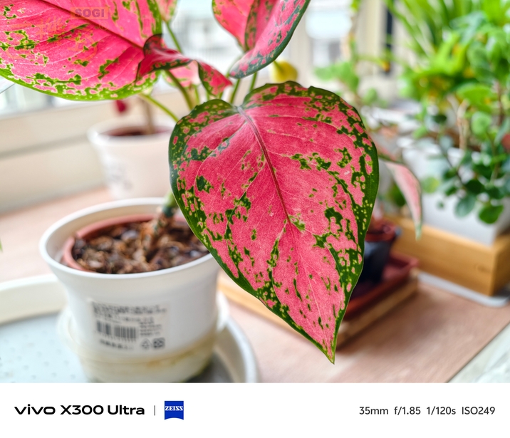 vivo X300 Ultra 相機體驗 - 35mm 自動