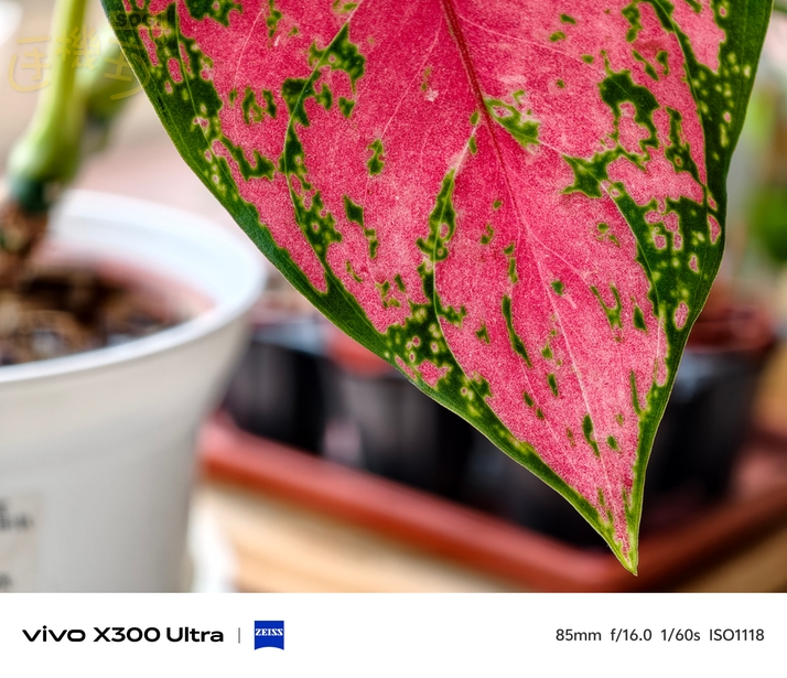 vivo X300 Ultra 相機體驗 - 85mm 超微距