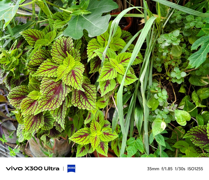 vivo X300 Ultra 相機體驗 - 植栽