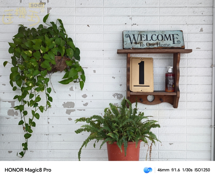 HONOR Magic8 Pro 相機體驗 - 植栽