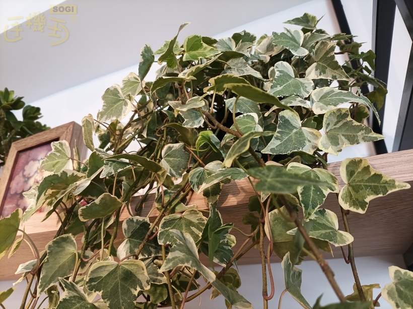 HONOR X6d 5G 規格與特色 - 植物
