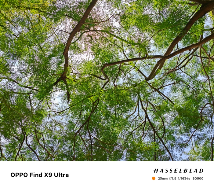 OPPO Find X9 Ultra 相機體驗 - 樹